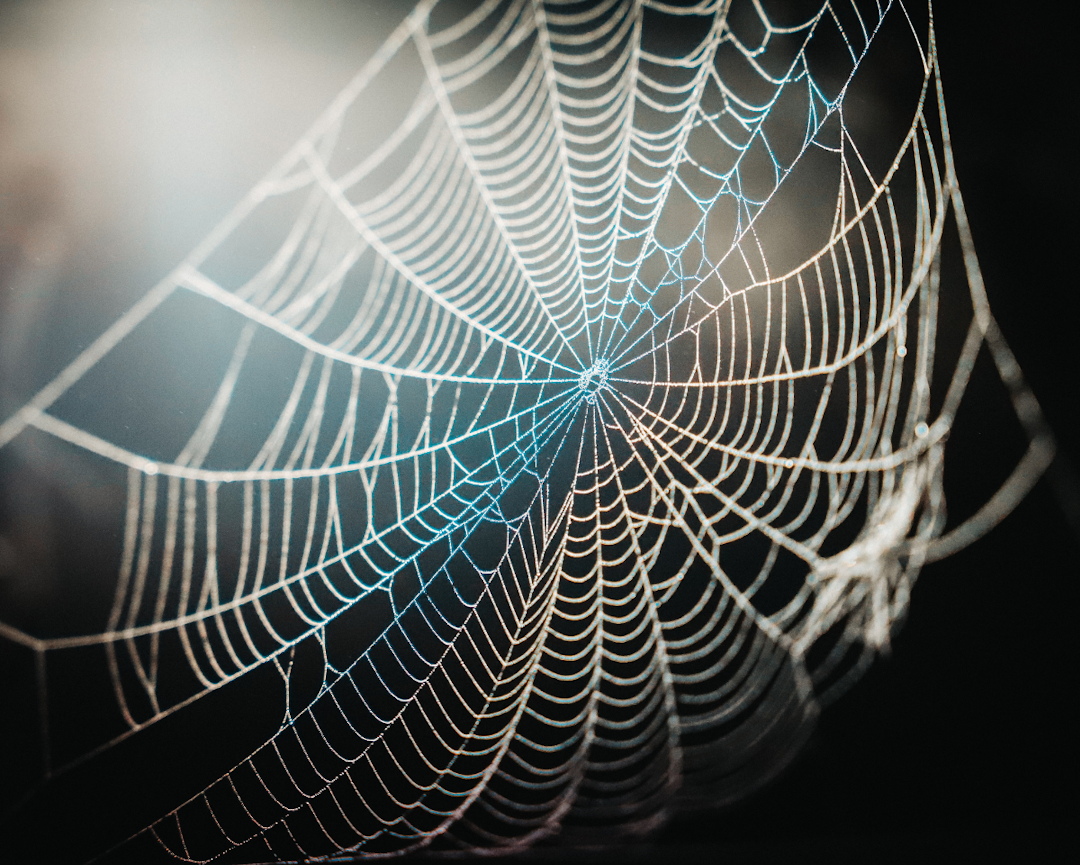 solar traps on spider web